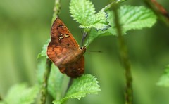Eagris sabadius sabadius