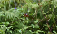 Eagris sabadius sabadius