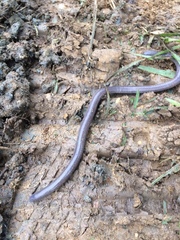 Gymnophiona
