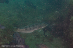 Pseudopercis semifasciata