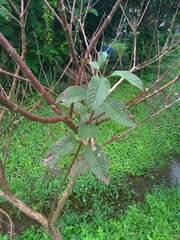 Cephalanthus tetrandra