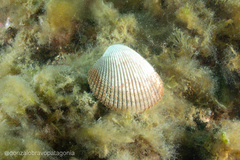 Dallocardia delicatula