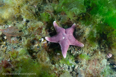 Diplodontias singularis