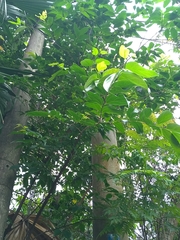 Celtis tetrandra