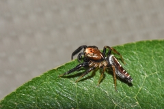 Cotinusa trifasciata