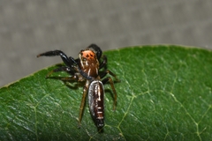 Cotinusa trifasciata