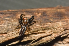 Cotinusa trifasciata