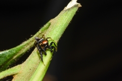 Cotinusa trifasciata