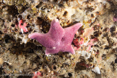 Diplodontias singularis