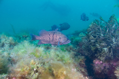Acanthistius patachonicus