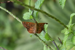 Eagris sabadius sabadius