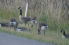 Branta canadensis maxima