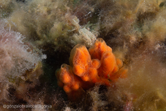 Clathria