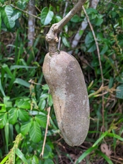 Dolichandra quadrivalvis