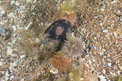 Pseudechinus magellanicus image