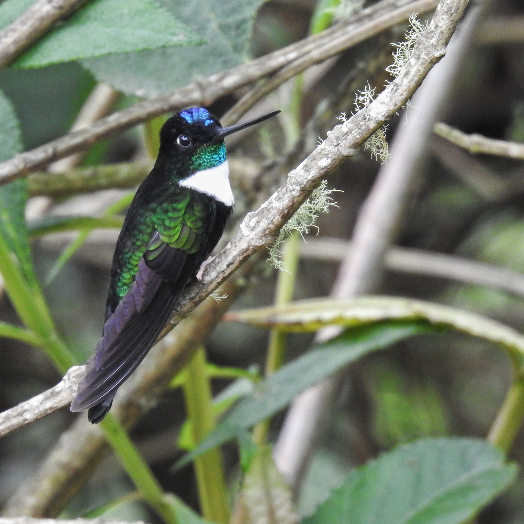 Collared Inca illustration