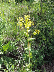 Smyrnium perfoliatum perfoliatum