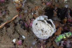 Diaulula punctuolata