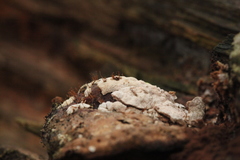 Trichoderma pulvinatum
