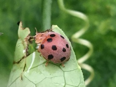 Epilachna tredecimnotata