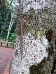 Canuleius grandis