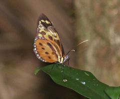 Tithorea harmonia pseudethra
