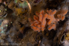 Clathria