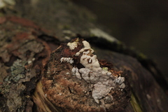 Trichoderma pulvinatum