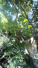 Heptapleurum actinophyllum
