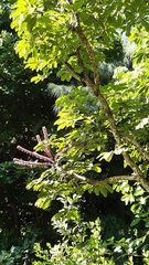 Heptapleurum actinophyllum