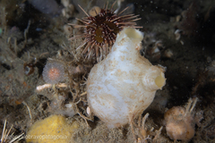 Paramolgula gregaria