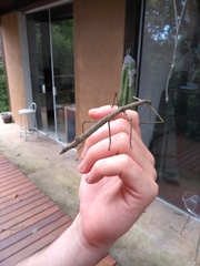 Canuleius grandis
