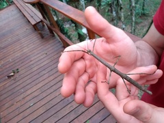 Canuleius grandis