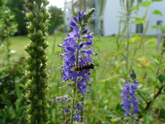 Conopini