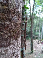 Canuleius grandis