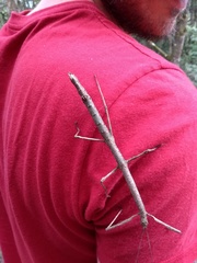 Canuleius grandis