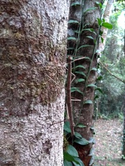 Canuleius grandis