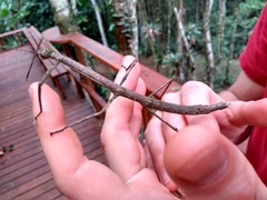 Canuleius grandis