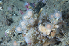Sycozoa gaimardi