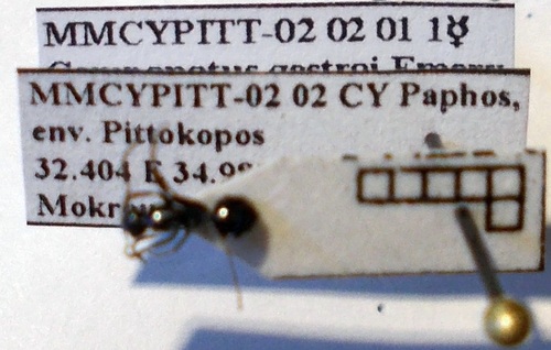 Gestro's Carpenter Ant