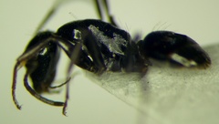 Camponotus gestroi