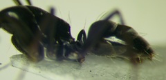 Camponotus gestroi