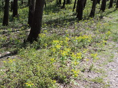Smyrnium perfoliatum perfoliatum