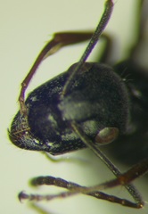 Camponotus gestroi