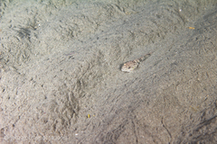 Eleginops maclovinus