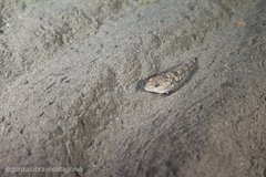 Eleginops maclovinus