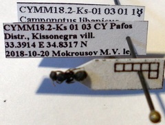 Camponotus libanicus