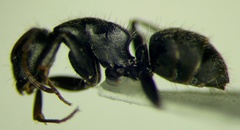 Camponotus libanicus