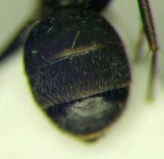 Camponotus libanicus