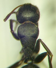 Camponotus libanicus